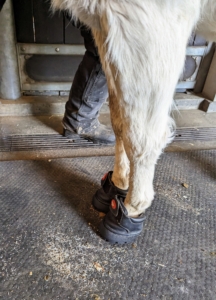 Billie, who is one of our two resident jennys, or females, also wears special donkey sneakers to protect her sensitive hooves on the cobblestones.