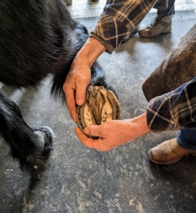 Here is another view. Horse hooves themselves do not contain pain receptors, so nailing a shoe into a hoof does not hurt. However, what can hurt is an improperly mounted horseshoe. A reputable farrier will make sure any shoe is not only well-made, but well-mounted.