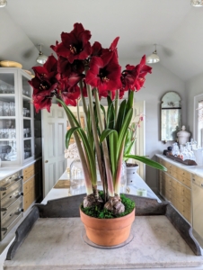 On the middle island is a gorgeous amaryllis in bloom – it adds such wonderful color to the room. I forced this amaryllis and am so happy with all the flowers that came up - 16 in all.