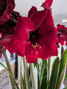 Of all flowering bulbs, amaryllis are the easiest to bring to bloom. This flower originated in South Africa and comes in many beautiful varieties. The genus Amaryllis comes from the Greek word amarysso, which means “to sparkle.” Amaryllis flowers range from four to 10 inches in size and can be either single or double in form.