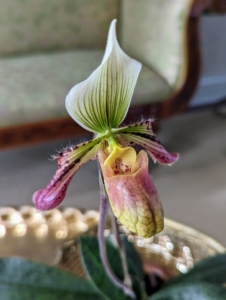 The pouch of a slipper orchid traps insects so they are forced to climb up, collect or deposit pollen, and fertilize the flower. Slipper orchids have two fertile anthers — meaning they are diandrous. This orchid is on my coffee table in my sitting room.