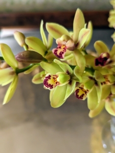 The key to growing these orchid plants is to keep the root systems strong and healthy. These plants have no bulbs or stems to store moisture and nutrients, so it is important to maintain their roots.