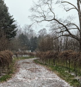This carriage road leads to my tennis court. It is also beginning to show a light layer of snow. This road is flanked on both sides by a row of Styrax japonicus 'Marley's Pink Parasol Japanese Snowbells' and a row of Styrax japonicus 'Evening Light.'