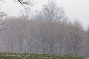 Within minutes after the sleet, graupel, and snow started falling, visibility decreased. Hard to see, but this is a view of my golden weeping willows on the edge of the middle field.