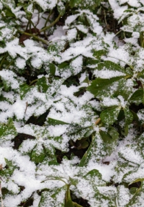 The pachysandra in front of my Winter House was nearly all covered in snow...