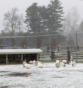 And look at my geese. While there is a large covered shelter just feet away, filled with a thick layer of bedding hay, they all choose to be out in the elements. Geese are actually very cold hardy and resilient birds, and don't mind the snow and cold at all.
