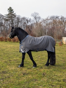 This is Bond out in the pasture with his new shoes. Bond is also a Friesian. Friesians have long arched necks, well-chiseled short-ears, and Spanish-type heads. They also have sloping shoulders and compact muscular bodies. My pastures are very lush and green with grass, so Bond wears a muzzle to limit his grazing.