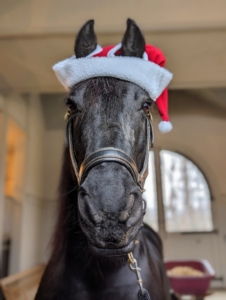 Even the horses are decked out in holiday hats. Here's Bond, one of four handsome Friesians here at Cantitoe Corners. The Friesian Horse originated in Holland, where it was put to work in the fields. Nowadays, Friesians are used in dressage competitions and as carriage horses because they are so handsome and nimble. I love these stately equines and find them to be gentle and responsive.