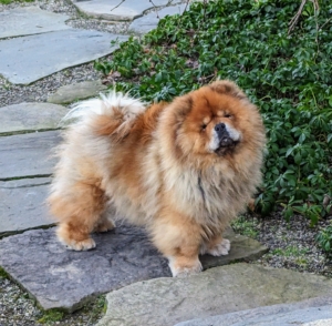 Here is my Chow Chow Empress Qin on my terrace outside the kitchen. Qin loves to be outside greeting anyone who comes by. The Chow Chow can tolerate cold weather thanks to their thick, dense coats.