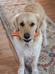 "Reid’s family golden retriever, Bailey, kept us entertained all weekend running around the yard with her new favorite snack – carrots!"