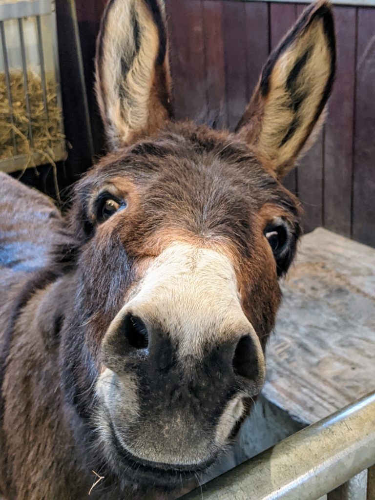 Caring for My Donkeys' Hooves The Martha Stewart Blog