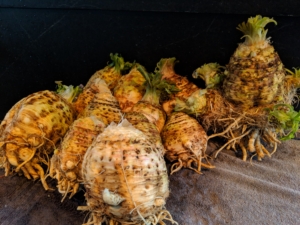 The celeriac is also scrubbed thoroughly and placed into the refrigerator. I am always so excited to see what comes out of the garden. If you haven't tasted them yet, give parsnips and celeriac a try - you'll be glad you did.