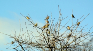 These birds are perched in a tree outside my Winter House kitchen and terrace, but there are so many birds all around because I offer them many trees and shrubs for nesting.