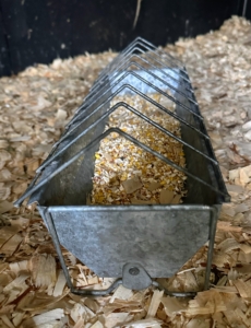 I provide different types of feeders with lots of seed especially now when birds like to bulk up on high-energy foods to build fat reserves that keep them warm.