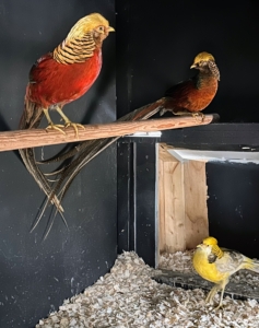 I took these three back with me to my farm - two red golden pheasants and one yellow golden pheasant.
