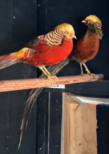 Well cared-for golden pheasants can live an average of 15-years. These birds will live very happily here at Cantitoe Corners. Look out for them in future blogs.