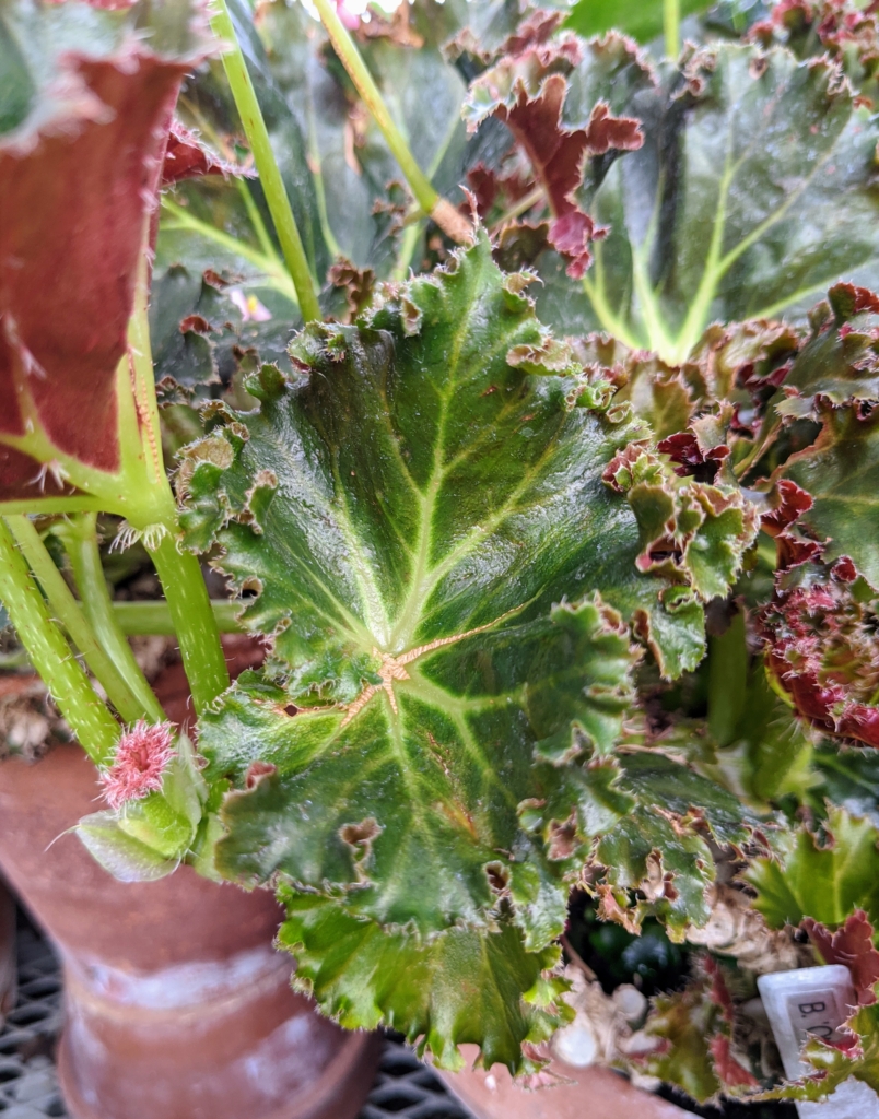 Propagating Begonias from Stem Cuttings in My Greenhouse - The Martha ...