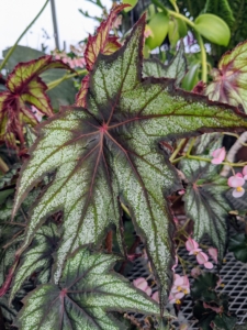 Any viable leaves that fall off during regular plant grooming or repotting can also be saved for rooting purposes. Begonias are remarkably resistant to pests primarily because their leaves are rich in oxalic acid – a natural insect repellent.