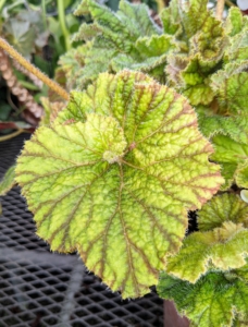 This variety has bright green leaves with dark veining.