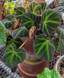 Rhizomatous begonias range from small, delicate plants with one-inch wide leaves to large, robust specimens with 12-inch leaves. There is no end to the variety of leaf shape, color, and texture in the begonia.