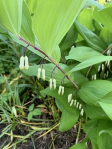 He recommends Solomon's Seal wildflowers with their graceful, arching stems and white fragrant blooms. This Solomon's Seal is in the garden behind my Tenant House. In late summer, these plants show off small blue-green fruit that birds and other small animals love.