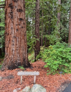 In 1976 the Mather Redwood Grove was dedicated in honor of Steven T. Mather, a graduate of UC Berkeley in 1884 and the founding director of the National Park Service in 1916. Ryan sought out these redwoods, saying he had to find some during his trip. These were first planted in the 1930s.