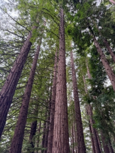 These trees are long lived evergreens that can thrive for 1,200 to 2,200 years or more.