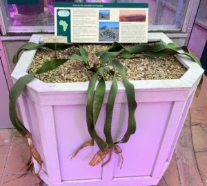 Welwitschia mirabilis of namibia is unusual. This plant has large, strap like leaves that grow continuously along the ground. During its entire life, each plant produces only two leaves, which often split into many segments as a result of the leaves being whipped by the wind.
