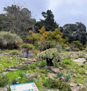 UC Botanical Garden has a collection dedicated to Southern Africa. It includes plants from South Africa, Lesotho, Swaziland, Botswana, and Namibia. The plants of this region are famous for their diversity of flowers and forms. Many species are found nowhere else in the world.