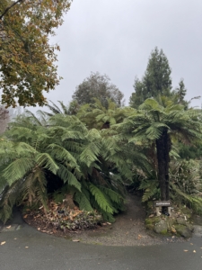 The plants of Australasia are native to New Zealand, the mediterranean-climate and subtropical regions of Australia, and the high elevations of the South Pacific islands. The islands of New Zealand have year-round rainfall and a temperate climate. Ferns and conifers are prominent in this flora and are featured in the collection.