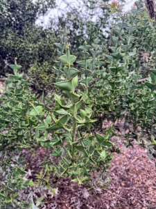 The anchor plant is a South American shrub, Colletia cruciata, of the buckthorn family, having flattened green branches and yellowish-white flowers. Look closely, it is nearly leafless, but grows slowly up to nine feet tall with flattened two-inch wide triangular spine-tipped gray-green photosynthetic stems (called cladodes) arranged in opposite pairs, that somewhat resemble a ship's anchor.