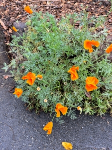 And this is California poppy, Eschscholzia californica, also known as golden poppy, California sunlight or cup of gold - a species of flowering plant in the family Papaveraceae, native to the United States and Mexico and Ryan's favorite bloom. Thanks for always taking such interesting photos, Ryan.