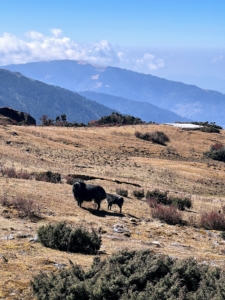 He also saw yaks and naks. Yaks are also known as tartary ox, grunting ox, or hairy cattle. It is a species of long-haired domesticated cattle found throughout the Himalayan region of South Asia, the Tibetan Plateau, Kashmir, Tajikistan, and as far north as Mongolia and Siberia. The female is called a nak.