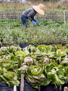The farm grows more than 350 varieties of produce consisting of leaf lettuces, specialty greens, cooking greens, baby and full size vegetables, edible flowers, herbs, tomatoes, micro greens, strawberries, wild flower bouquets and more.