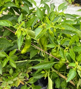 Here is a closer look at some of the hot peppers growing. Peppers need room for their roots to spread, so when growing in containers, remember to choose pots at least 12-inches in diameter.