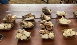 Here is a table of beautiful mushrooms.