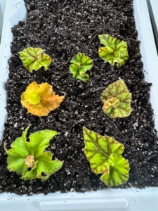 All begonias can be propagated by rooting stem cuttings, sometimes called tip cuttings. The basic idea is that a plant will clone itself by sprouting roots on a piece of stem that is in a moist growing medium. Many begonias root easily, and one can use the similar technique of rooting them in water.