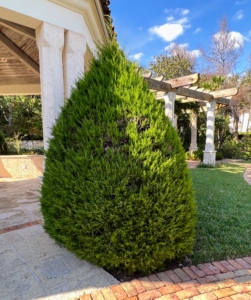 Here is a beautifully shaped red cedar shrub.