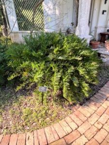 This is called a coontie palm, Zamia integrifolia. It actually looks like a small fern and is typically one to three feet tall with stiff, glossy, featherlike leaves.