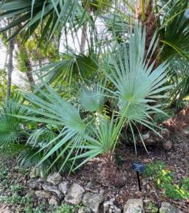 And this is Silver Saw Palmetto - a naturally occurring form of the Saw Palmetto that is native to the southeastern coast of Florida.