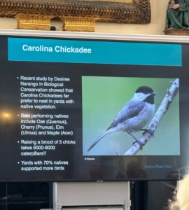 Birds depend largely on native plants for nesting. This is a Chickadee.