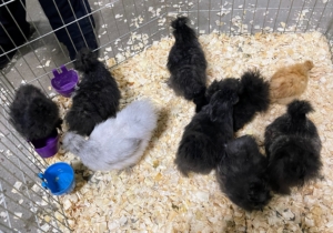 There were also some young birds grouped in X-pens, so visitors could see them more closely. The Northeastern Poultry Congress is always very informative and educational. I always learn something new when I attend.