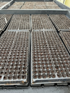 At Swank, they grow all their own crops from seed. Here are the starter trays with tomato seeds.