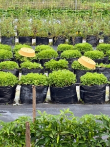 This area has growing frisée or curly endive. The tan tops are blanching caps put on the head of frisée to keep the sunlight away, turning it into a beautiful yellow and making the leaves more tender and less bitter.