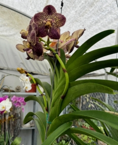 I selected a few vandas for my greenhouse collection. Vandas are rare orchids and are loved for their stunning colors. Vandas range from tiny orange flowers to gigantic blue and pink ones with interesting markings.