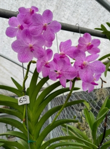 Here is one in beautiful dark pink. Vanda is a genus in the orchid family, Orchidaceae. There are currently up to 90 species of Vanda orchids.