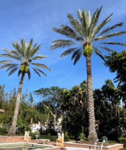 Look at the towering palm trees. There are many on the property.