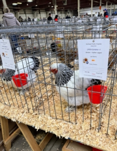 These are Light Brahmas, an old breed of feather-footed chicken from Asia. These birds are quiet, gentle, and easy to handle. They are also very hardy in cold weather.