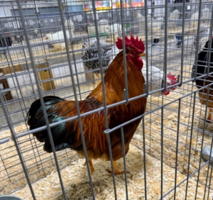 This show enters more than a thousand chicken breeds – some with gorgeous markings and feathers. This was classified as a large fowl American cockerel.