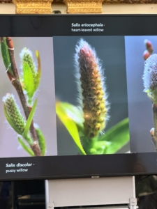 Here is a slide of salix, also known as pussy willow. I have an entire grove of pussy willows - also good for pollinators.